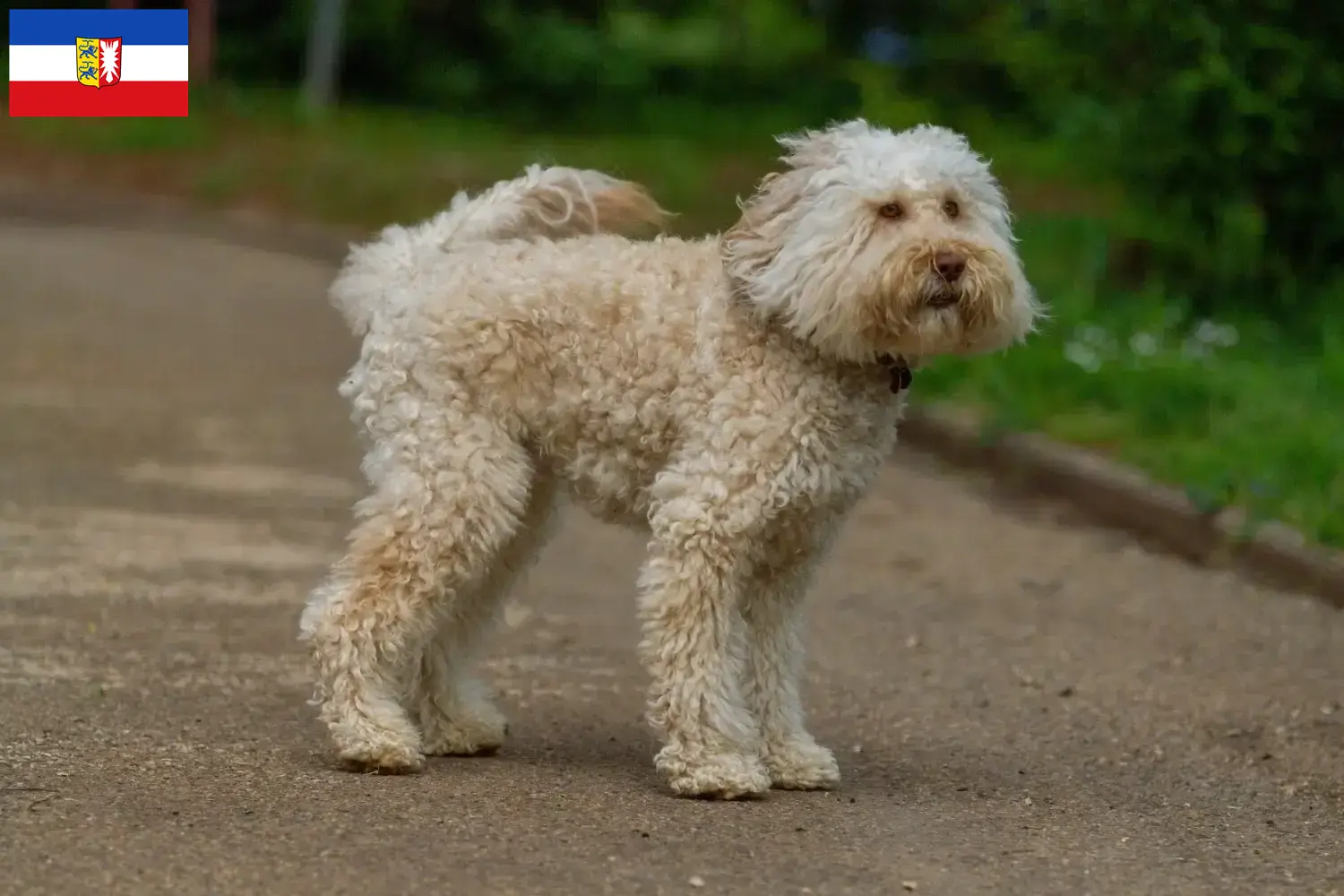 Lee más sobre el artículo Criadores de Labradoodle australiano y cachorros en Schleswig-Holstein