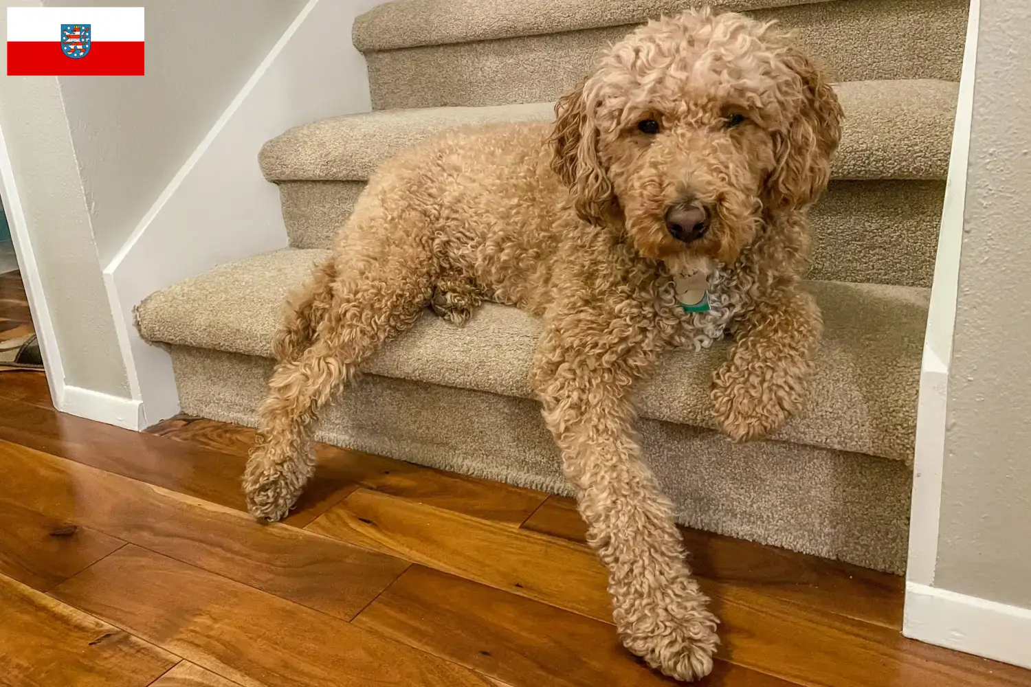 Lee más sobre el artículo Criadores de Labradoodle australiano y cachorros en Turingia