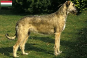 Lee más sobre el artículo Criadores de Irish Wolfhound y cachorros en Hungría