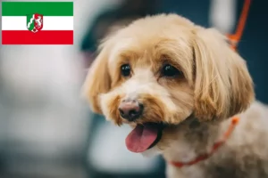 Lee más sobre el artículo Criadores de Maltipoo y cachorros en Renania del Norte-Westfalia