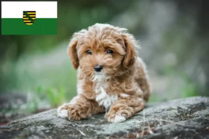 Lee más sobre el artículo Criadores de Maltipoo y cachorros en Sajonia