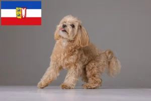 Lee más sobre el artículo Criadores de Maltipoo y cachorros en Schleswig-Holstein