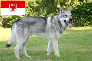 Lee más sobre el artículo Saarloos criadores de perros lobo y cachorros en Brandenburgo