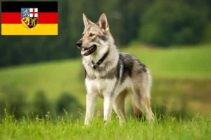 Lee más sobre el artículo Saarloos Wolfhound criadores y cachorros en Saarland