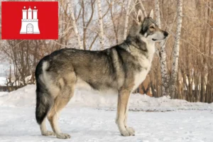 Lee más sobre el artículo Saarloos Wolfhound criadores y cachorros en Hamburgo