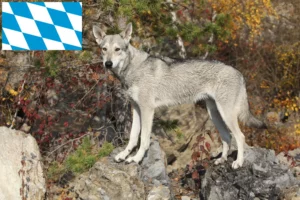 Lee más sobre el artículo Saarloos Wolfhound criadores y cachorros en Baviera