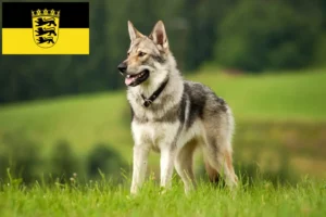 Lee más sobre el artículo Criadores y cachorros de Saarloos Wolfhound en Baden-Württemberg