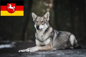 Lee más sobre el artículo Criadores de perros lobo y cachorros de Saarloos en Baja Sajonia