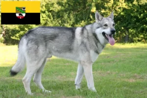 Lee más sobre el artículo Criadores de perros lobo y cachorros de Saarloos en Sajonia-Anhalt