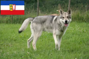 Lee más sobre el artículo Saarloos Wolfhound criadores y cachorros en Schleswig-Holstein