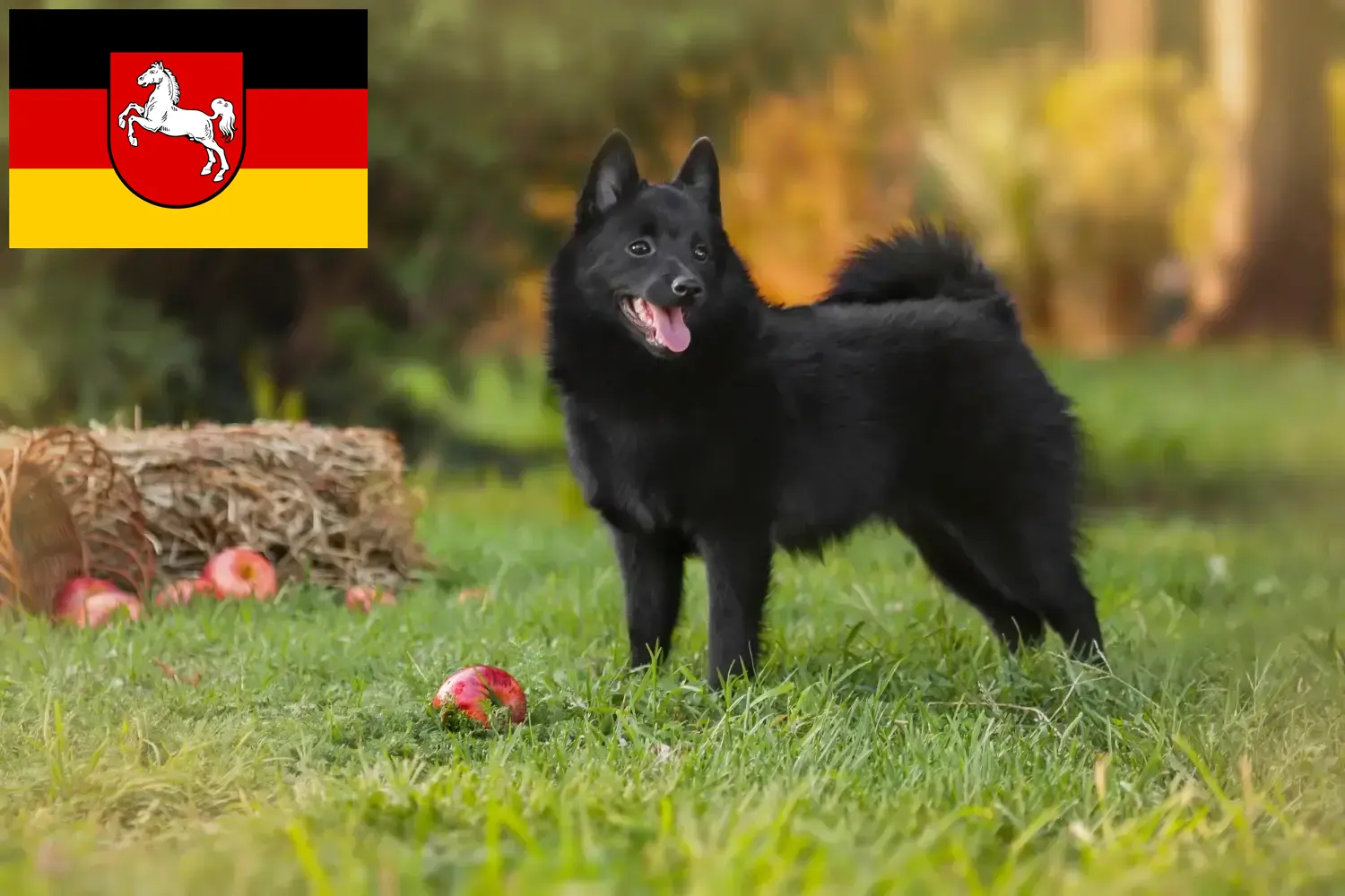 Lee más sobre el artículo Criadores de Schipperke y cachorros en Baja Sajonia