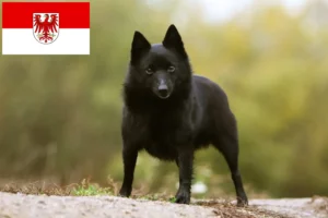 Lee más sobre el artículo Criadores de Schipperke y cachorros en Brandenburgo