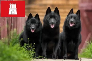 Lee más sobre el artículo Criadores de Schipperke y cachorros en Hamburgo