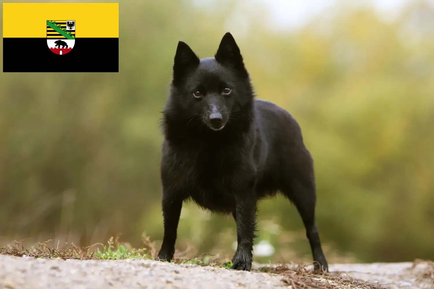 Lee más sobre el artículo Criadores de Schipperke y cachorros en Sajonia-Anhalt