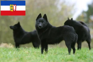 Lee más sobre el artículo Criadores de Schipperke y cachorros en Schleswig-Holstein