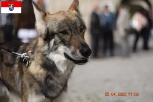 Lee más sobre el artículo Sylvan criadores de perros de compañía y cachorros en Hessen