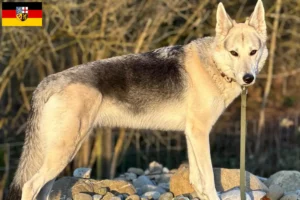 Lee más sobre el artículo Sylvan Criadores de perros de compañía y cachorros en Sarre