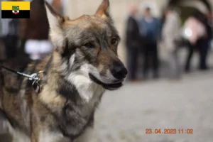 Lee más sobre el artículo Criadores de perros de compañía y cachorros en Sajonia-Anhalt