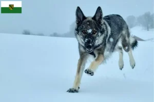 Lee más sobre el artículo Criadores de perros de compañía y cachorros en Sajonia