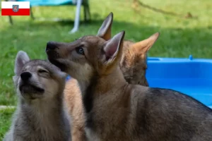 Lee más sobre el artículo Sylvan criadores de perros de compañía y cachorros en Turingia