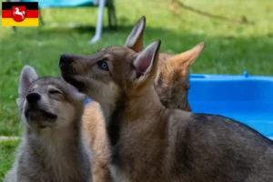 Lee más sobre el artículo Criadores de perros de compañía y cachorros en Baja Sajonia