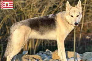 Lee más sobre el artículo Sylvan Companion Criador de perros y cachorros en Bremen