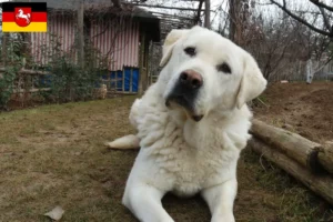 Lee más sobre el artículo Criadores de Akbash y cachorros en Baja Sajonia