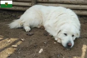 Lee más sobre el artículo Criadores de Akbash y cachorros en Sajonia