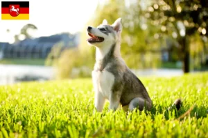 Lee más sobre el artículo Criador de Alaskan Klee Kai y cachorros en Baja Sajonia