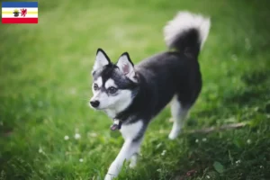 Lee más sobre el artículo Criadores y cachorros de Alaskan Klee Kai en Mecklemburgo-Pomerania Occidental