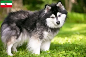 Lee más sobre el artículo Criadores y cachorros de Alaskan Klee Kai en Renania del Norte-Westfalia