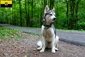 Lee más sobre el artículo Criador de Alaskan Klee Kai y cachorros en Sajonia-Anhalt