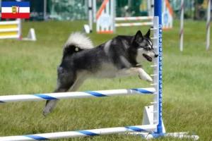 Lee más sobre el artículo Criadores de Alaskan Klee Kai y cachorros en Schleswig-Holstein