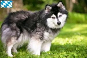 Lee más sobre el artículo Criador de Alaskan Klee Kai y cachorros en Baviera