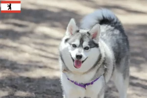 Lee más sobre el artículo Criador de Alaskan Klee Kai y cachorros en Berlín