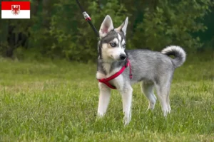 Lee más sobre el artículo Criador de Alaskan Klee Kai y cachorros en Brandenburgo