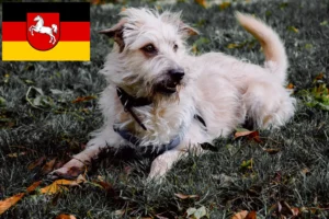 Lee más sobre el artículo Criadores y cachorros de Irish Glen of Imaal Terrier en Baja Sajonia