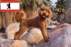 Lee más sobre el artículo Criadores y cachorros de Labradoodle en Berlín