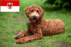 Lee más sobre el artículo Criadores de Labradoodle y cachorros en Brandenburgo