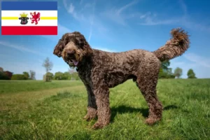 Lee más sobre el artículo Criadores de Labradoodle y cachorros en Mecklemburgo-Pomerania Occidental