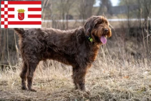 Lee más sobre el artículo Criadores de Pudelpointer y cachorros en Bremen