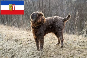 Lee más sobre el artículo Criadores de Pudelpointer y cachorros en Schleswig-Holstein