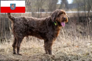 Lee más sobre el artículo Criadores de Pudelpointer y cachorros en Turingia