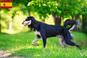 Lee más sobre el artículo Criadores de salukis y cachorros en España