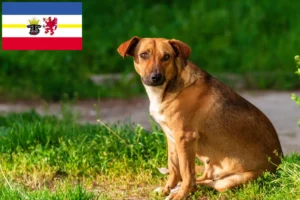 Lee más sobre el artículo Criador de Pinscher austríaco y cachorros en Mecklemburgo-Pomerania Occidental