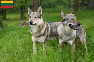 Lee más sobre el artículo Criador de Wolfhound checoslovaco y cachorros en Lituania