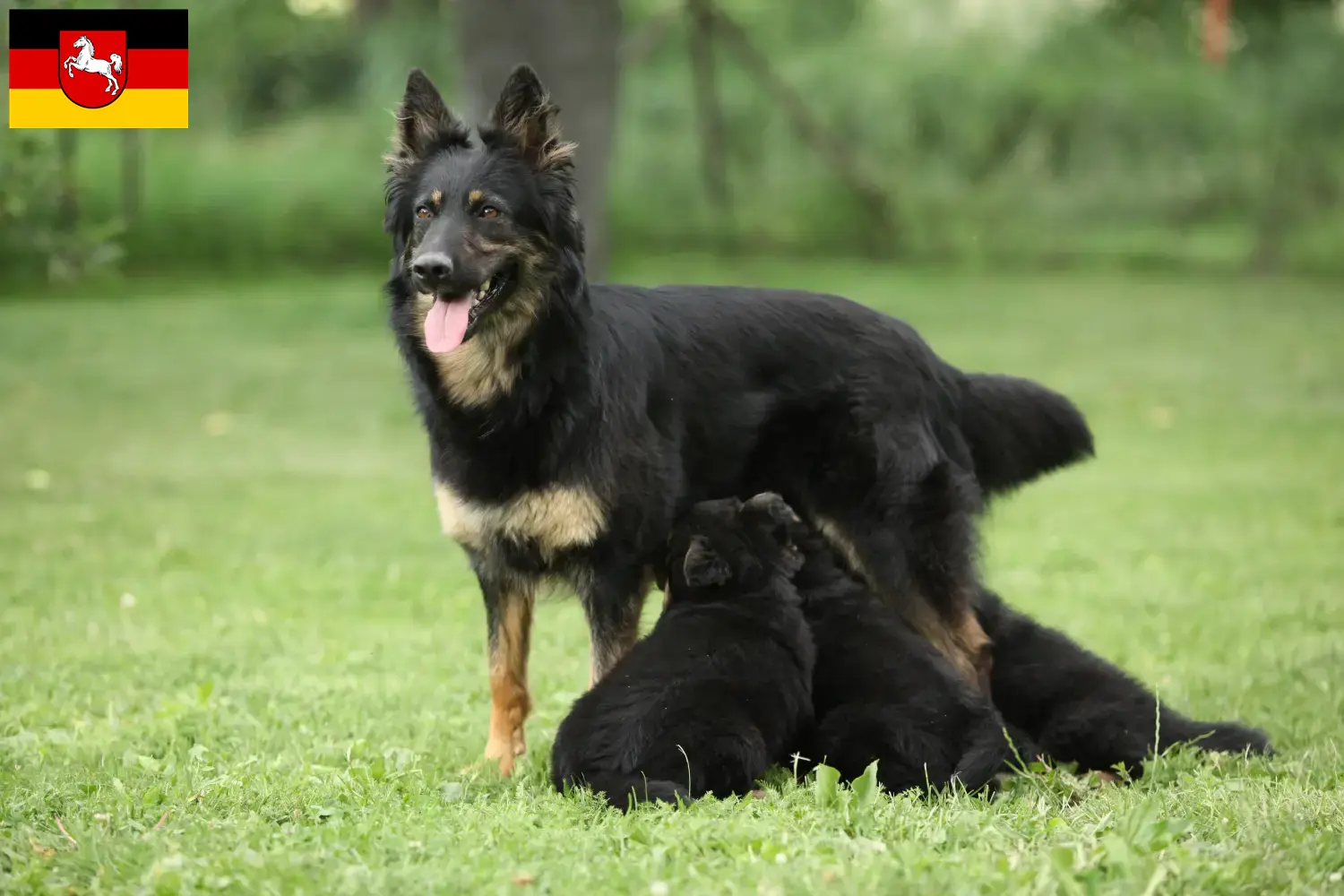 Lee más sobre el artículo Criadores de Chodský pes y cachorros en Baja Sajonia