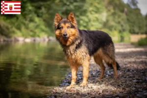 Lee más sobre el artículo Criadores de Chodský pes y cachorros en Bremen