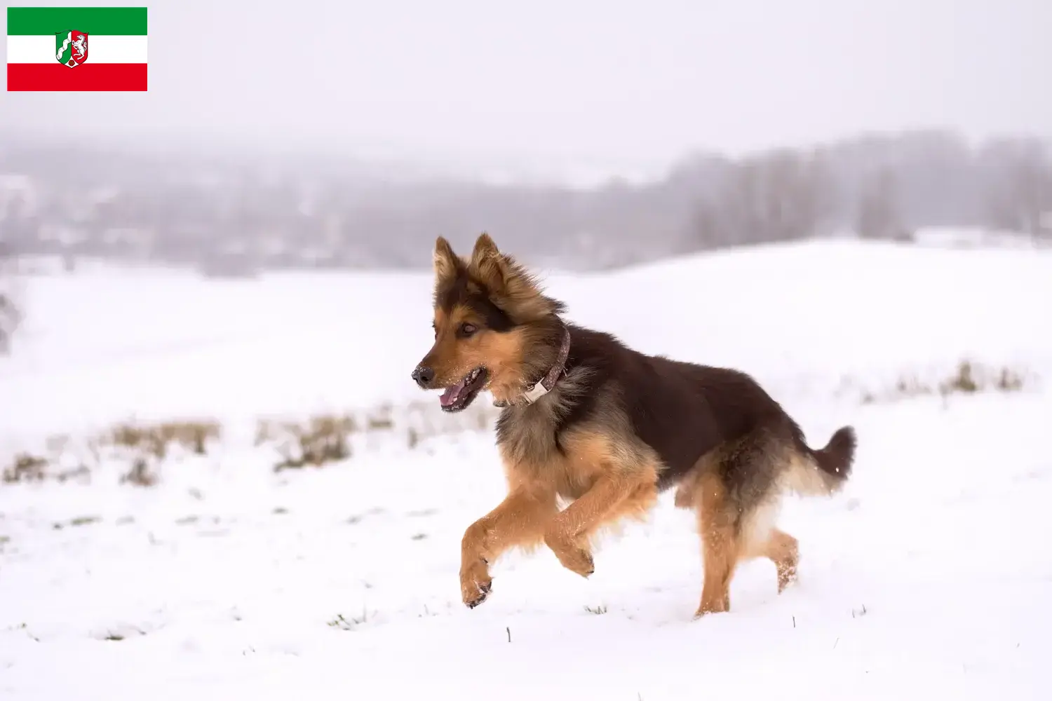 Lee más sobre el artículo Criadores de Chodský pes y cachorros en Renania del Norte-Westfalia