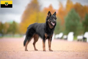 Lee más sobre el artículo Criadores de Chodský pes y cachorros en Sajonia-Anhalt